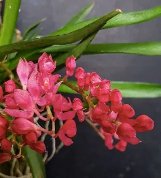 Oncidium Alliance - Rodriguezia Lanceolata