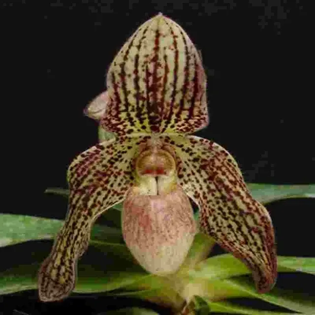 Paphiopedilium Phoebe (Paphiopedilum)