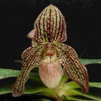 Paphiopedilium Phoebe (bellatulum X Philippinense)