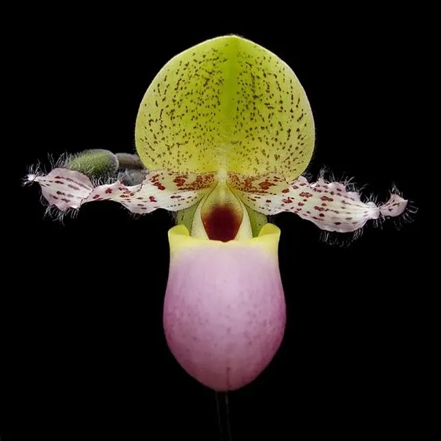 Paphiopedilum glaucophyllum var moquettianum (Paphiopedilum)