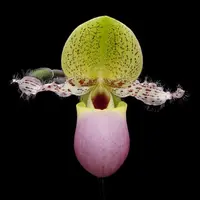 Paph. glaucophyllum var. moquettianum