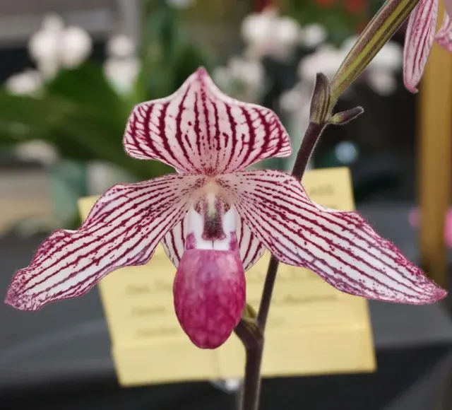Paphiopedilum Chou-Yi Rookie (Paphiopedilum)