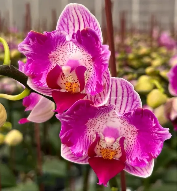 Phalaenopsis Pink Sunset Girl