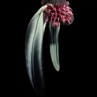 Bulbophyllum fletcherianum