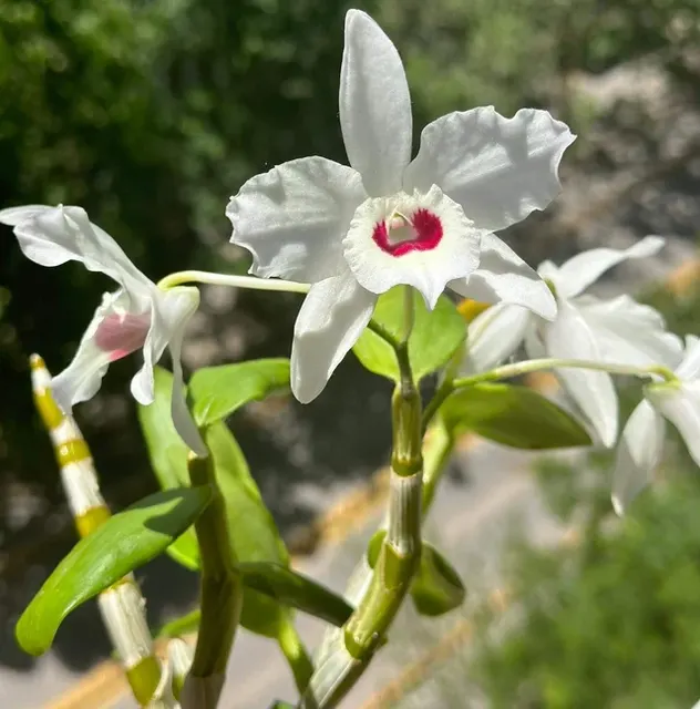 Dendrobium nobile fma. alboluteum (Dendrobium)