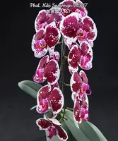 Phal. Miki Snowman 'MK17' SM/TIOS — Blooming size