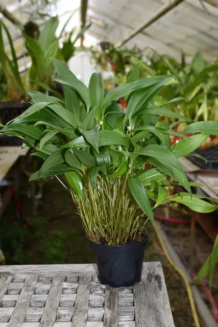 Pleurothallis wendlandiana