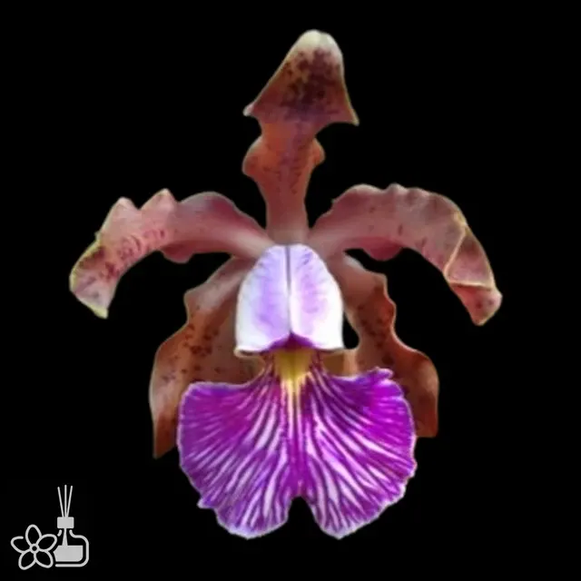 Cattleya schilleriana 'americanense x ricardo'
