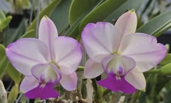 Cattleya walkeriana 'Satisfaction'