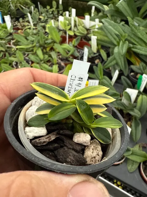Neofinetia falcata 'Chwiwolho' (Neofinetia)