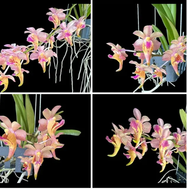 Aerides cootesii x