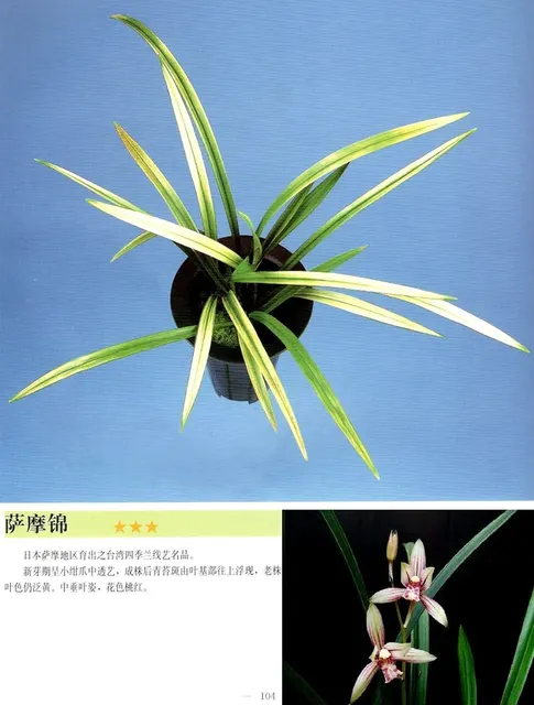Cymbidium ensifolium 'Sa Mo Jin'
