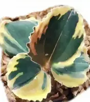 Anoectochilus ‘Black Swan Aurea’ variegated TC Plantlet — In Vitro (Premium Select)