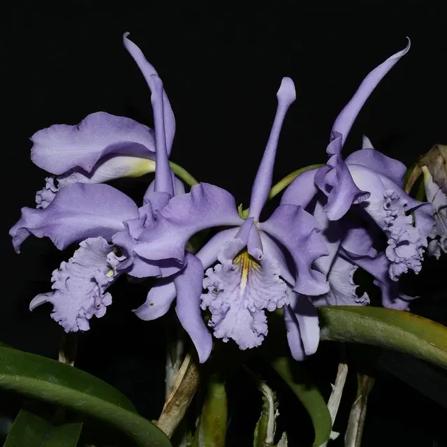 Cattleya maxima f coerulea x self 'Gigi'