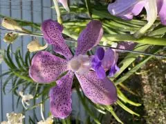 Vanda Mimi Palmer x coerulea (Vanda)