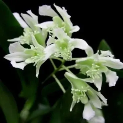 Dendrobium delacourii alba sp (Dendrobium)