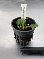 Dendrobium jenkinsii
