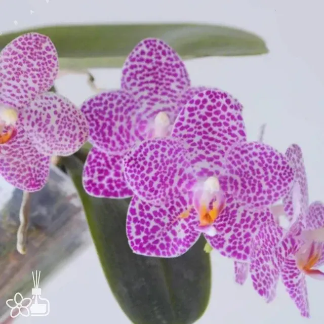 Phalaenopsis Talin Lion