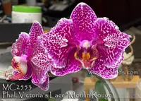 Phalaenopsis Victoria's Lace 'Moulin Rouge , Note : In short spike . LImited ' (Raymond Burr x Rousserole )
