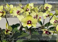 Phal. Norman's Green Butterfly 'Hot Lip , Note : in buds to bloomign as 5/2023' (Fuller's AD-Plus 'OX050' FCC/AOS x Prospector's Dream. ' FANGtastic Green' AM/AOS )