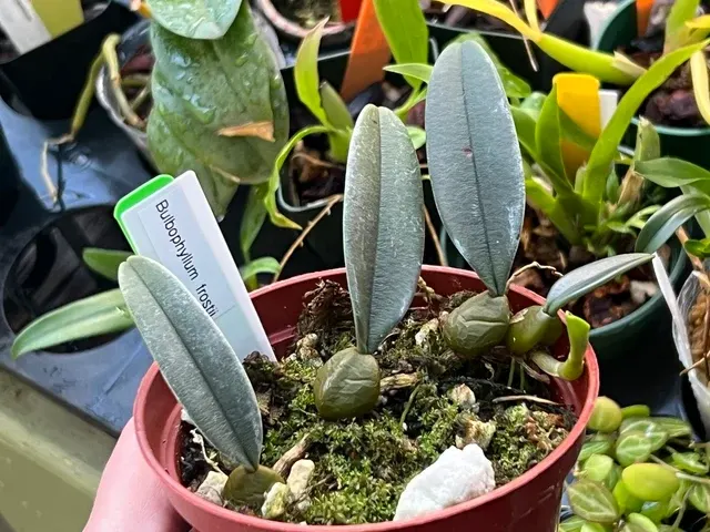 Bulbophyllum frostii (Bulbophyllum)