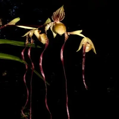 Paphiopedilium Michael Koopowitz (Paphiopedilum)