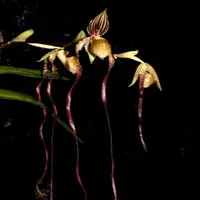 Paphiopedilium Michael Koopowitz