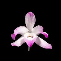 Dendrobium linawianum