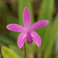 Cattleya caulescens (Laelia mantiqueirae) (‘Gemstone’ x ‘Purple Jewell’)