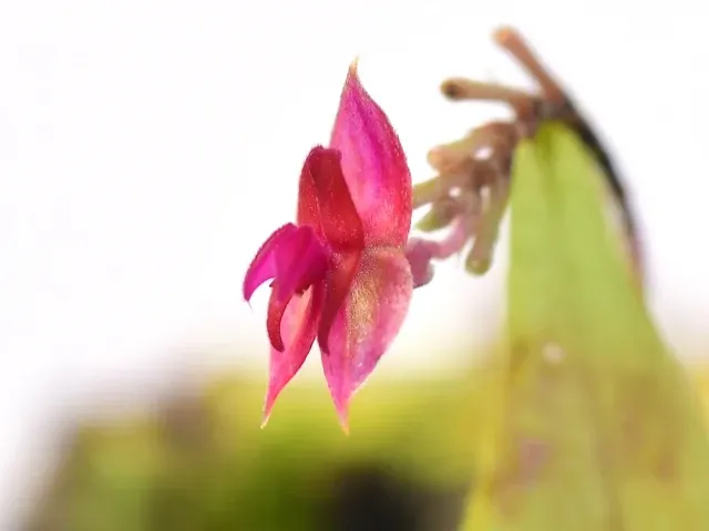 Lepanthes ejecta (Lepanthes)