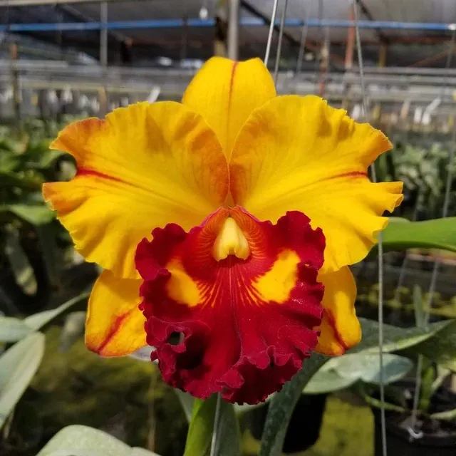 Rhyncholaeliocattleya Liu Panther' 'S Joyance'