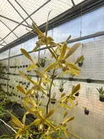 Dendrobium mirbelianum