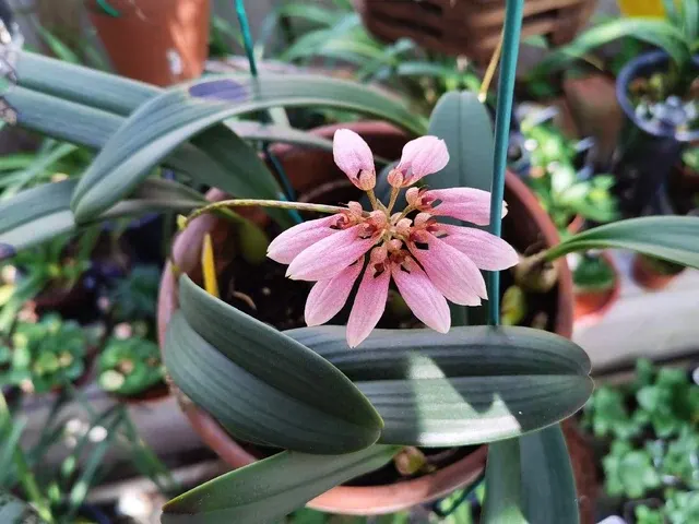 Bulbophyllum andersonii (Bulbophyllum)