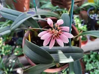 Bulbophyllum andersonii