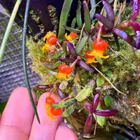 Candy Corn Orchid (Mediocalcar decoratum)