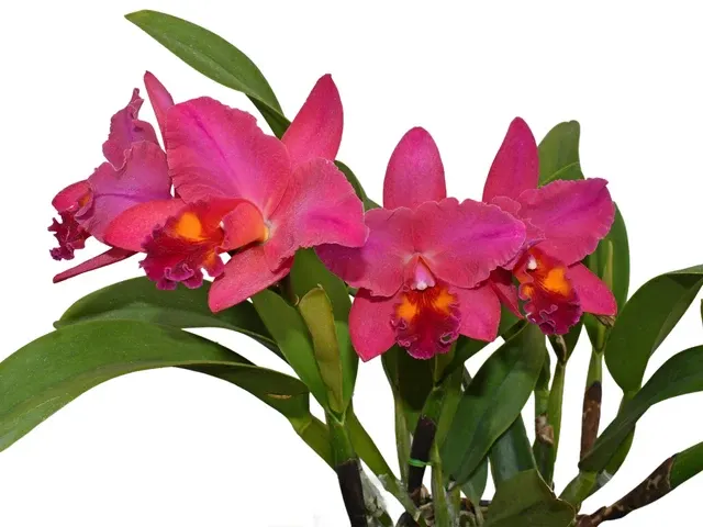 Rhyncholaeliocattleya Ecuagenera Heart (Rhyncholaeliocattleya)
