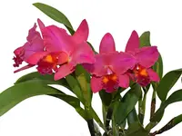 Rhyncholaeliocattleya Ecuagenera Heart