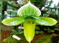 Flask - Paphiopedilum Paph. Makuli x In Charm Silver Bell - Slipper Orchid