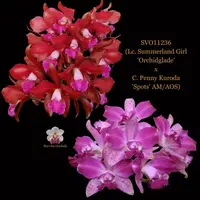 Cattleya Orchid Hybrid SVO11236 (Lc. Summerland Girl 'Orchidglade' x C. Penny Kuroda 'Spots' AM/AOS)