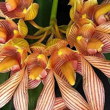 Bulbophyllum bicolor × sib (Bulbophyllum)
