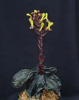 Anoectochilus chapaensis — No / 8 cm