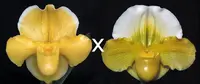Paphiopedilum Magic Mood 'Royal Sunshine'HCC/AOS x Valerie Tonkin 'Exception'
