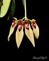 Bulbophyllum blaoense