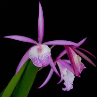 Cattleya Jairak 'Kiku' Orchid Plant - FF