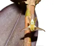 Maxillaria pendens