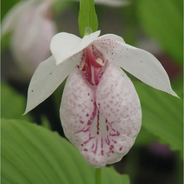 Cypripedium formosanum (Cypripedium)