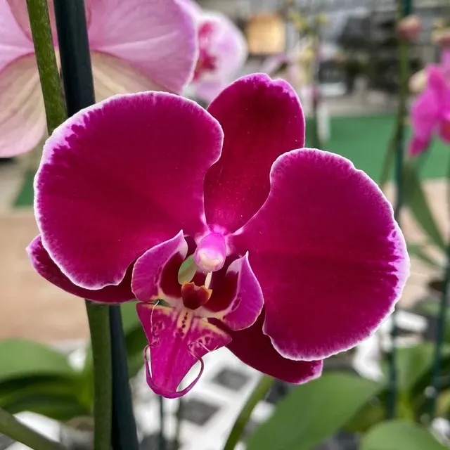 Phalaenopsis Bulls Eye (Phalaenopsis)