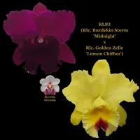 Cattleya Orchid Seedling RL83 (Rlc. Burdekin Storm 'Midnight' x Rlc. Golden Zelle 'Lemon Chiffon')