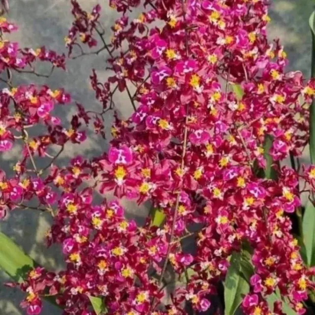 Oncidium Twinkle Tariflor 'Lady' (Oncidium)