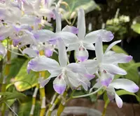 Dendrobium linawianum fma. coerulea